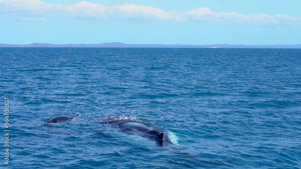 Humpback mother and calf chilling in front of boat on a sunny day Humpback mother and calf chilling in front of boat on a sunny day