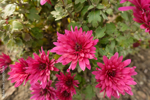 Close shot of magenta colored flowers of Chrysanthemums in November