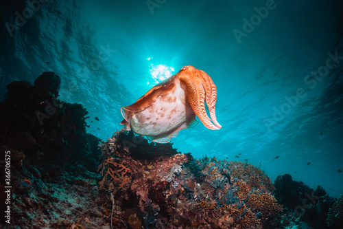 Cuttlefish swimming among colorful coral reef in clear blue water
