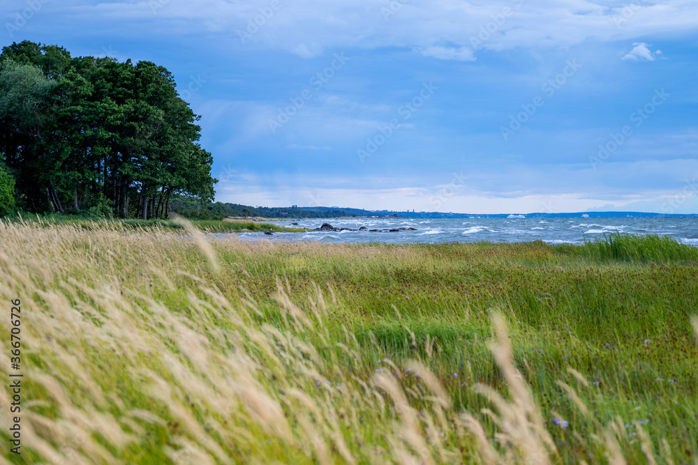 Coastal landscape with long grass on the island of Gotland in Sweden