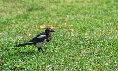 The forty bird walks on green grass in the park