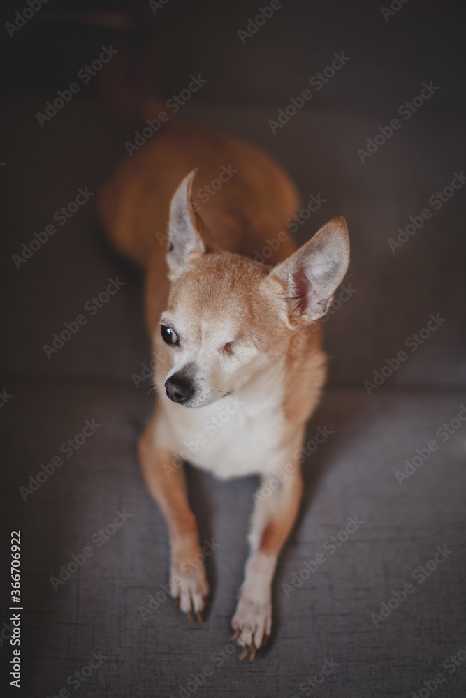 Pretty Eyeless Chihuahua dog, twelve years old
