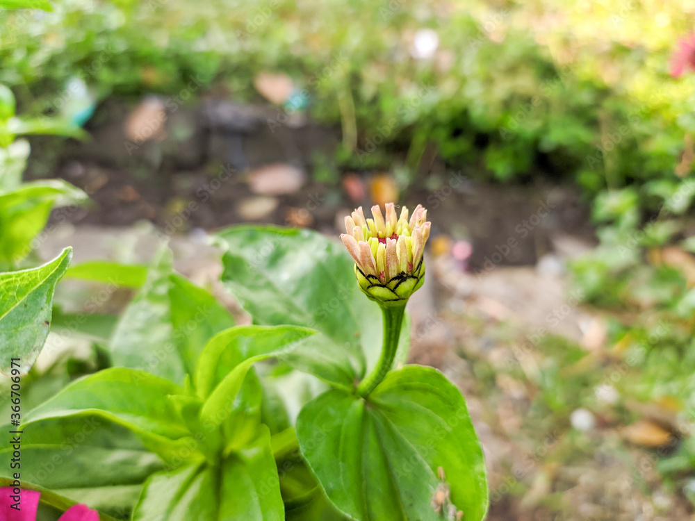 plants for gardening, suitable for decorating the house plants for gardening, suitable for decorating the house