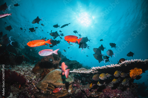 Fototapeta Naklejka Na Ścianę i Meble -  Underwater scene, colorful school of reef fish swimming among colorful coral reef