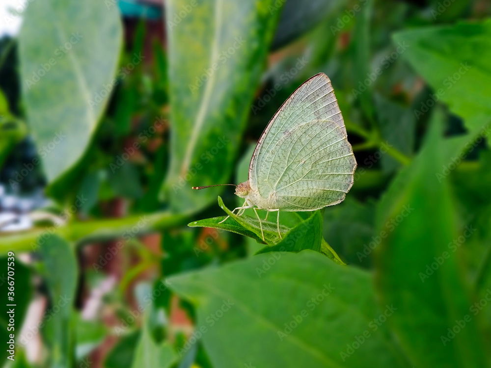 A beatuiful green butterfly in on the leaves. Green background. Blur background. A beatuiful green butterfly in on the leaves. Green background. Blur background.
