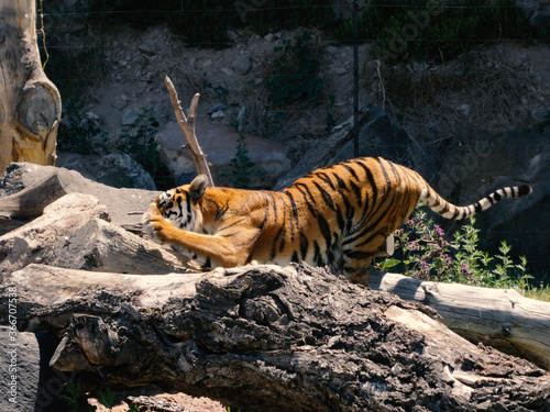 The tiger, Panthera tigris is the largest extant cat species and a member of the genus Panthera.