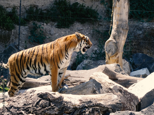 The tiger, Panthera tigris is the largest extant cat species and a member of the genus Panthera.