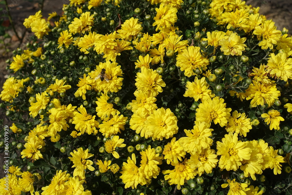 Single bee pollinating yellow flowers of Chrysanthemums in mid November Single bee pollinating yellow flowers of Chrysanthemums in mid November