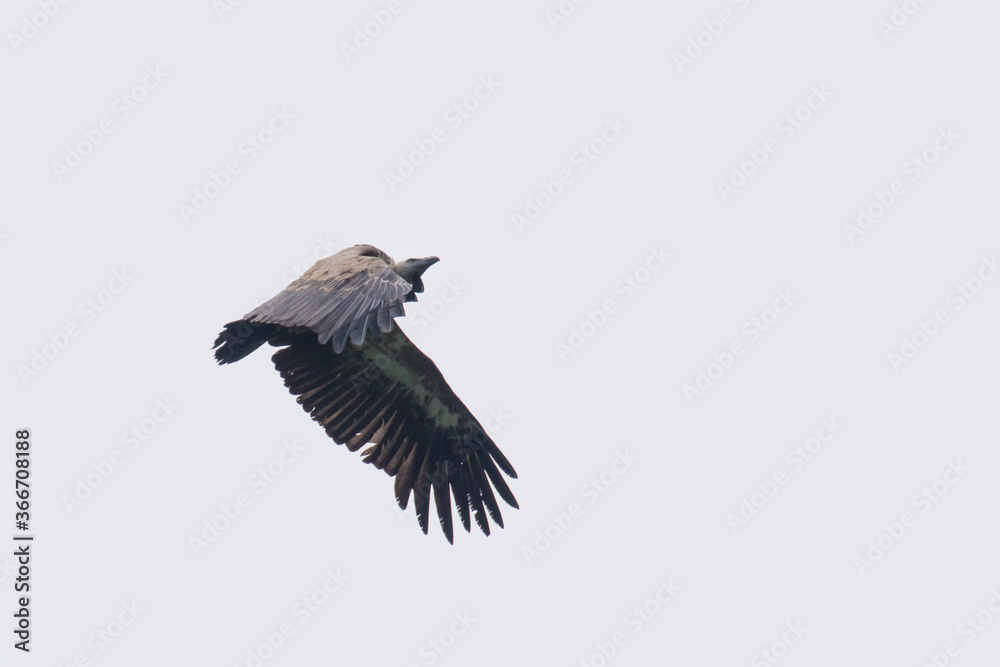 Fototapeta premium Un buitre leonado en pleno vuelo en el cielo