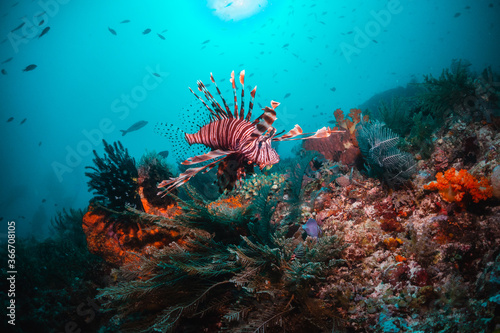 Colorful lion fish swimming among coral reef