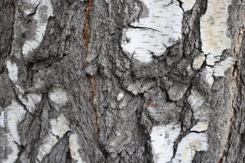 tree bark texture