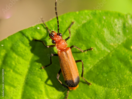 Cantharis livida is a species of soldier beetle belonging to the genus Cantharis family Cantharidae. photo