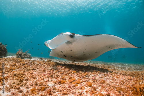 Manta Ray swimming over colorful coral in clear blue water