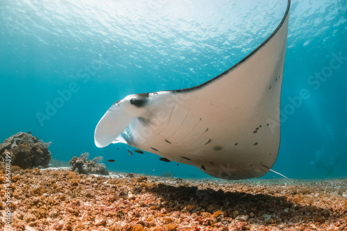 Manta Ray swimming over colorful coral in clear blue water