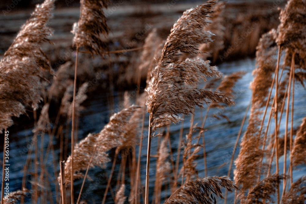 Fototapeta premium reeds in the winter