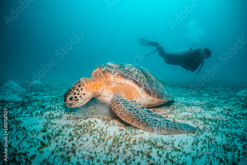 Turtle swimming among coral reef in the wild, scuba divers in the background. Underwater scuba diving, reef scene