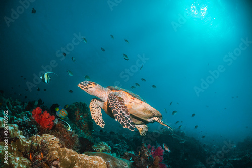 Turtle swimming among coral reef in the wild, underwater scuba diving, reef scene