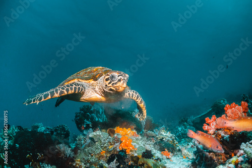 Turtle swimming among coral reef in the wild  underwater scuba diving  reef scene