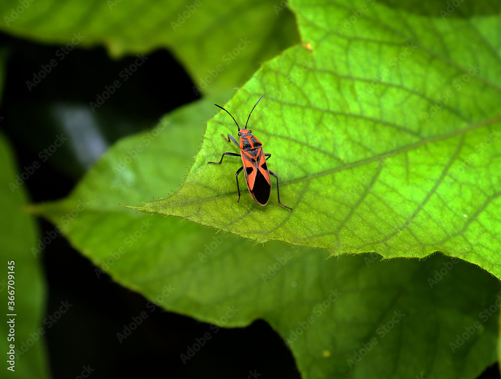 bug on leaf
bug on green leaf
beautiful bug on the green leaf bug on leaf
bug on green leaf
beautiful bug on the green leaf