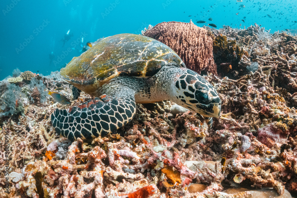 Fototapeta premium Turtle swimming among coral reef in the wild, underwater scuba diving, reef scene