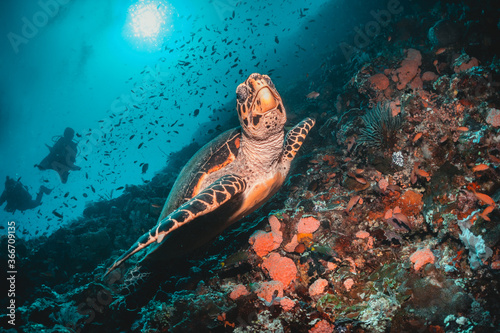 Turtle swimming among coral reef in the wild, underwater scuba diving, reef scene © Aaron