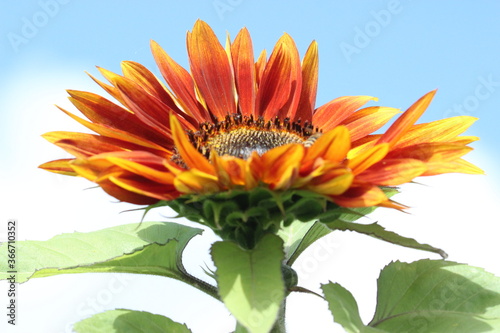 Fototapeta Naklejka Na Ścianę i Meble -  Sonnenblumen mit blauem Himmel, gelbe und rote Blütenblätter, Sommer, Sonne,