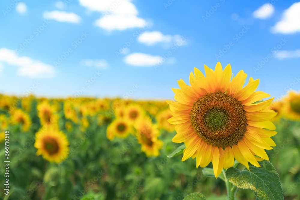 Agriculture. Agriculture.