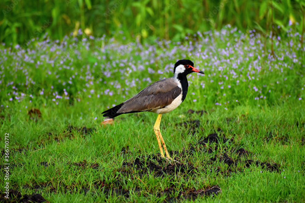 red wattled lapwing
lonly bird
tall bird
vanellus indicus red wattled lapwing
lonly bird
tall bird
vanellus indicus