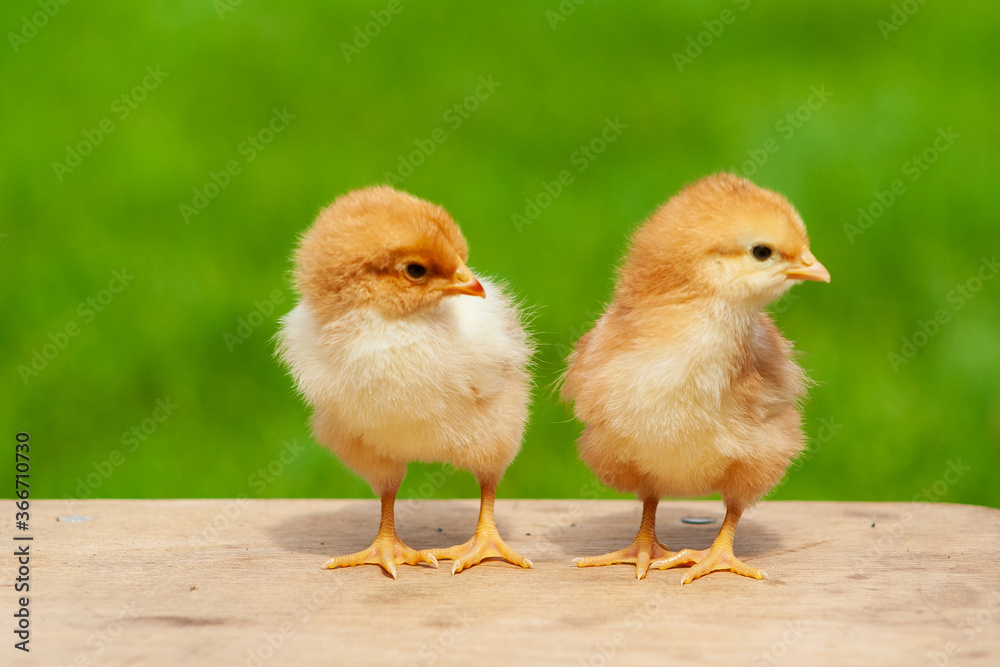 Small chicken friendship. Twin little chicken on green natural background. Small chicken friendship. Twin little chicken on green natural background.