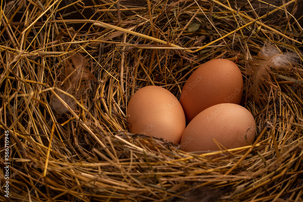 Fresh eggs from the farm Fresh eggs from the farm