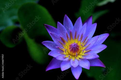 purple water lily purple flower water lily water plant