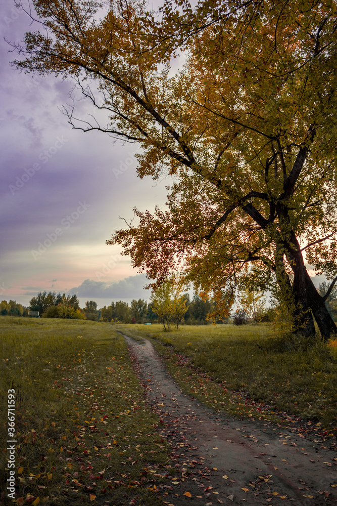 Naklejka premium road in autumn forest