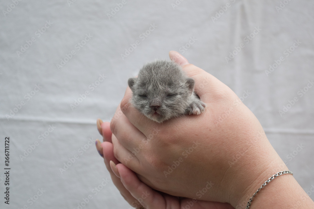 A small blind newborn kitten in women's hands.