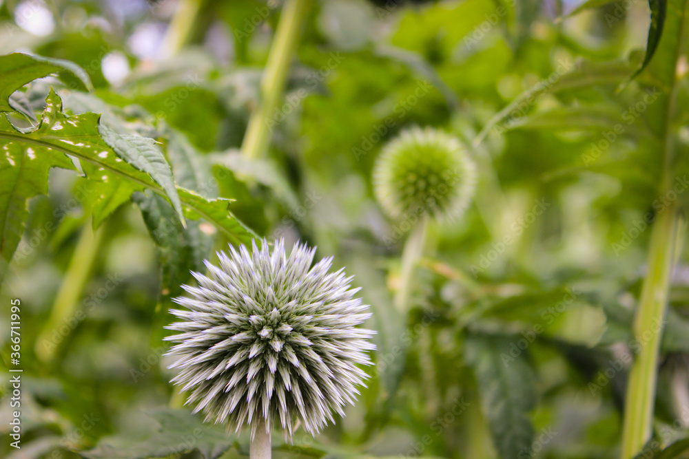 Flower Head Of Echinops Sphaerocephalus, Known By The Common Names Glandular Globe-thistle, Great Globe-thistle Or Pale Globe-thistle Flower Head Of Echinops Sphaerocephalus, Known By The Common Names Glandular Globe-thistle, Great Globe-thistle Or Pale Globe-thistle