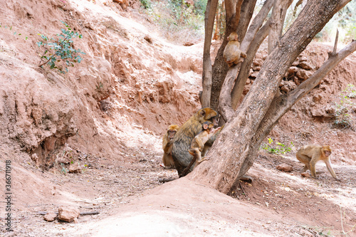 Monkey family climbing a tree