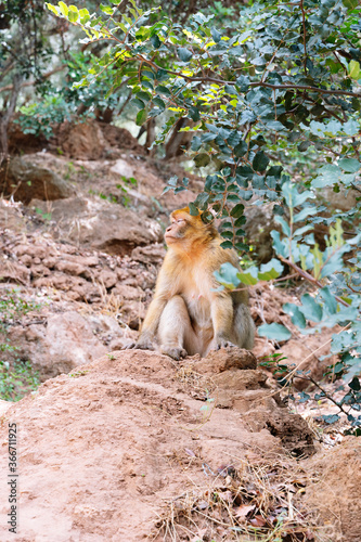 Vertical photo of a monkey next to a tree in an arid terrain