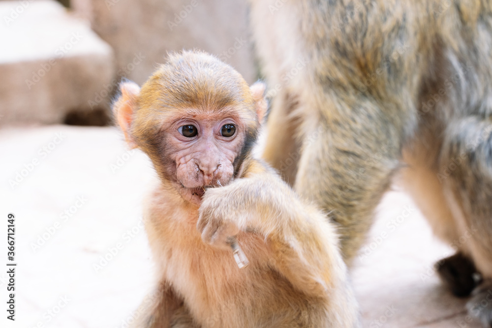 Breeding monkey eating in front of other monkeys Breeding monkey eating in front of other monkeys
