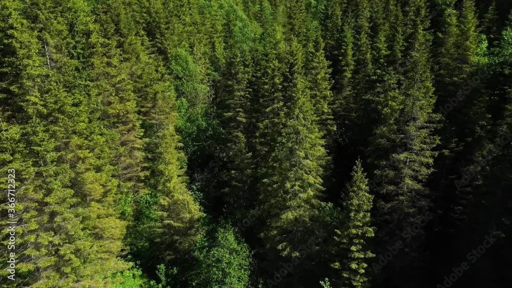Aerial shot flying above endless green spruce forest. Aerial shot flying above endless green spruce forest.