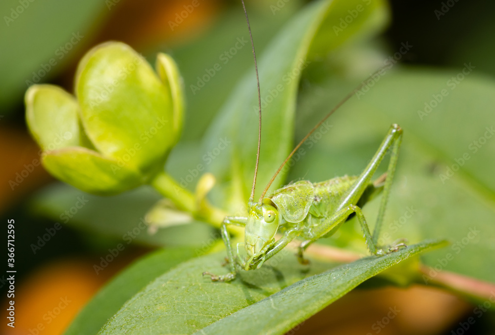 A green grasshopper sitting on a leaf ready to jump. A green grasshopper sitting on a leaf ready to jump.