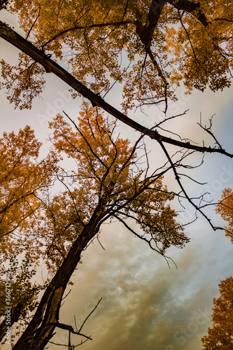 autumn in the forest