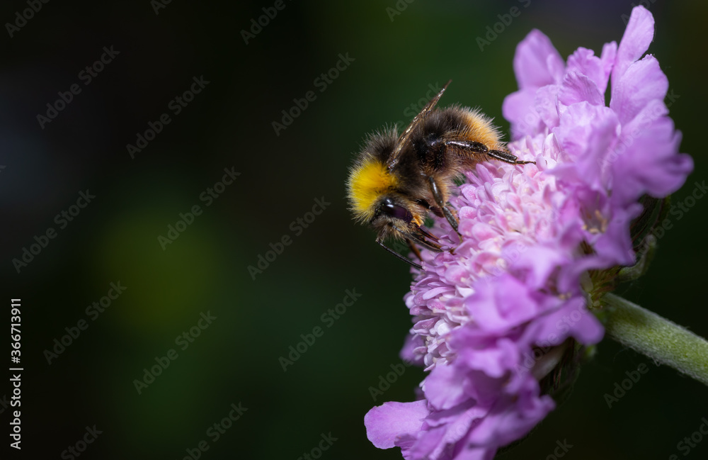 Bumblebee collecting nectar from a white flower. Close up. Bumblebee collecting nectar from a white flower. Close up.