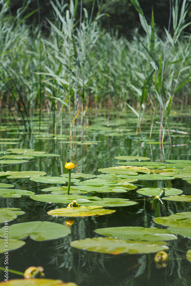 Yellow flower from water lily
Yellow flower from water lily