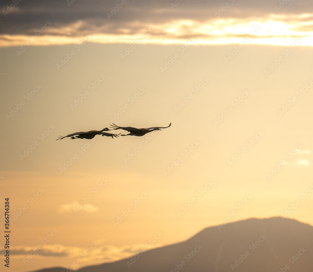 Naklejka premium Crane Silhouette