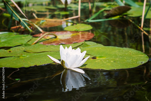 White flower from water lily 