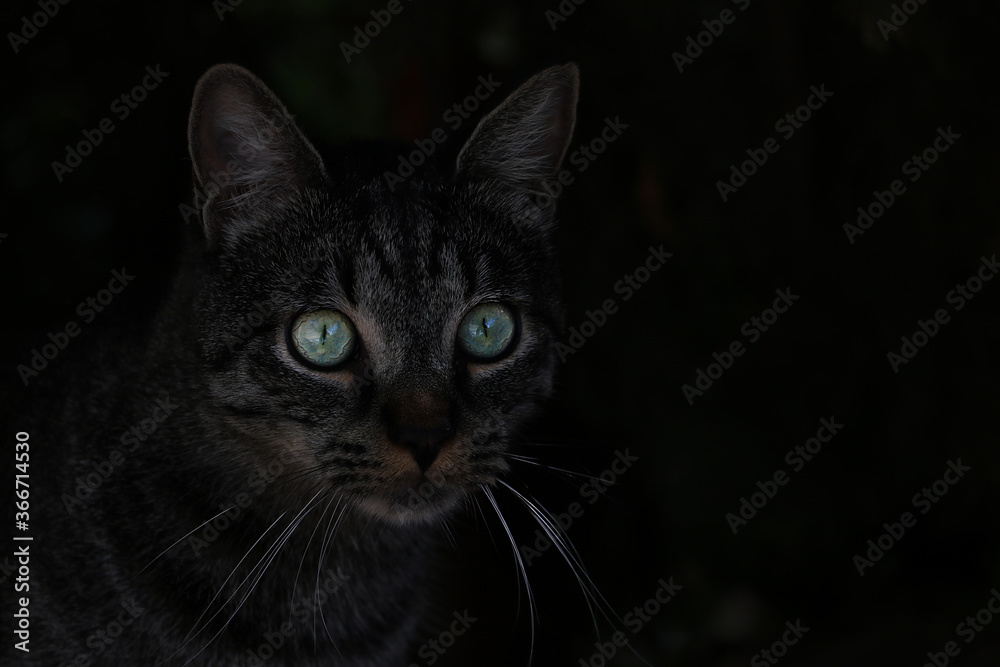 A beautiful dark cat looks closely. Big green eyes.