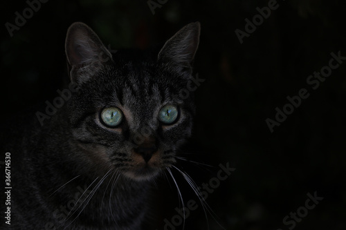 A beautiful dark cat looks closely. Big green eyes. © Dzmitry