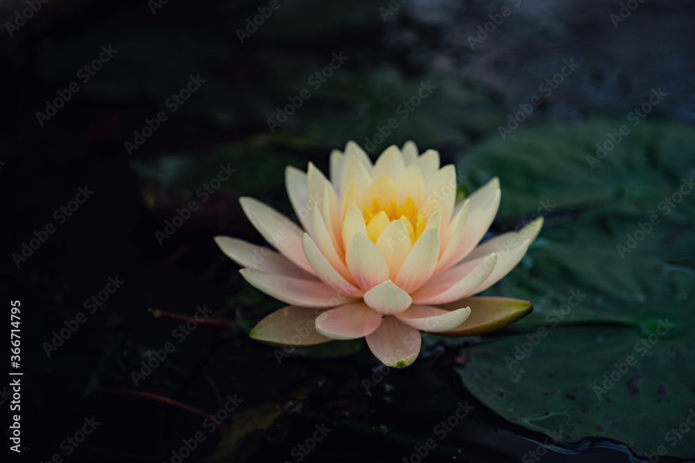 Beautiful Thai Lotus in dark blue water surface