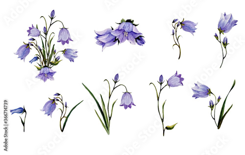 Watercolor botanical elements for the floral arrangement with bluebells flowers photo
