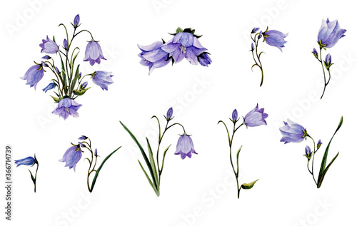 Watercolor botanical elements for the floral arrangement with bluebells flowers
