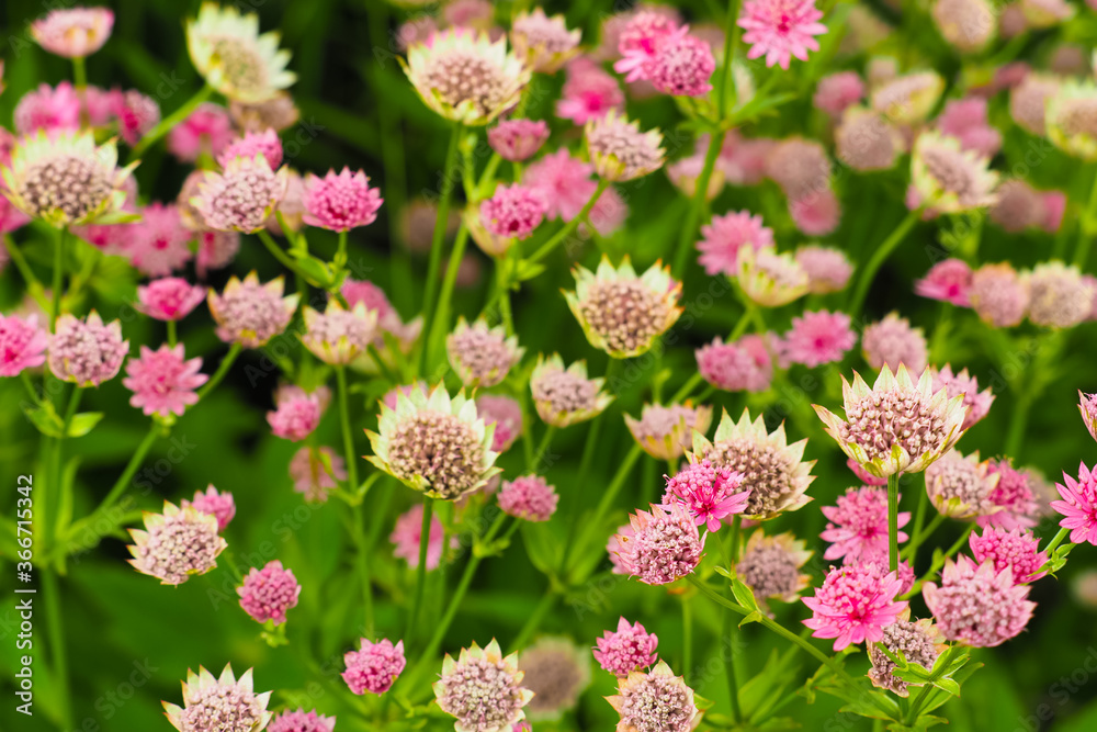 Astrantia pink flowers. Astrantia major Moulin Rouge Astrantia pink flowers. Astrantia major Moulin Rouge